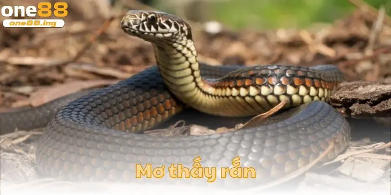 Mơ thấy rắn - ảnh đại diện